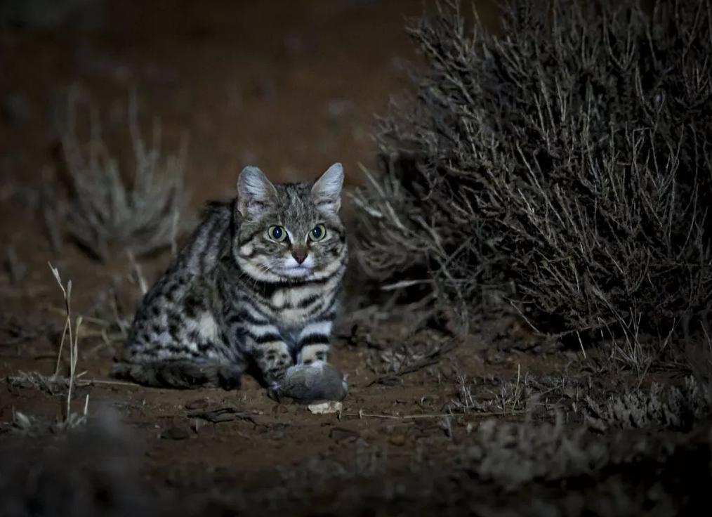Африканская дикая кошка. Как сейчас живут потомки кошек, от которых произошла домашняя кошка
