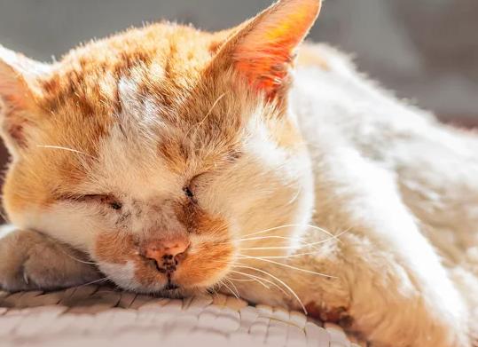 Как понять, что кошка стареет: поведение, внешность и привычки